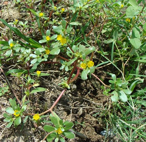 Portulaca oleracea